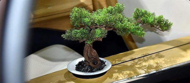 The Hog Ring - GAC Motor Debuts Onboard Bonsai Tree