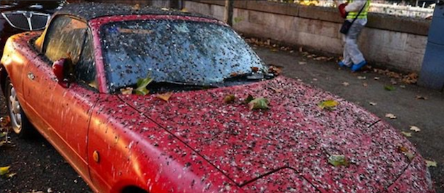 How to remove old bird poop stains from car