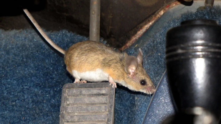 Don't Let Mice Ruin Your Car Upholstery
