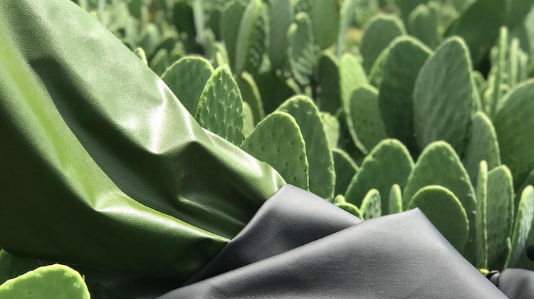 The Hog Ring - Mexican Company Invents Cactus Leather
