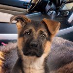 The Hog Ring - Oklahoma Shop Upholsters Cars in Dog Fur