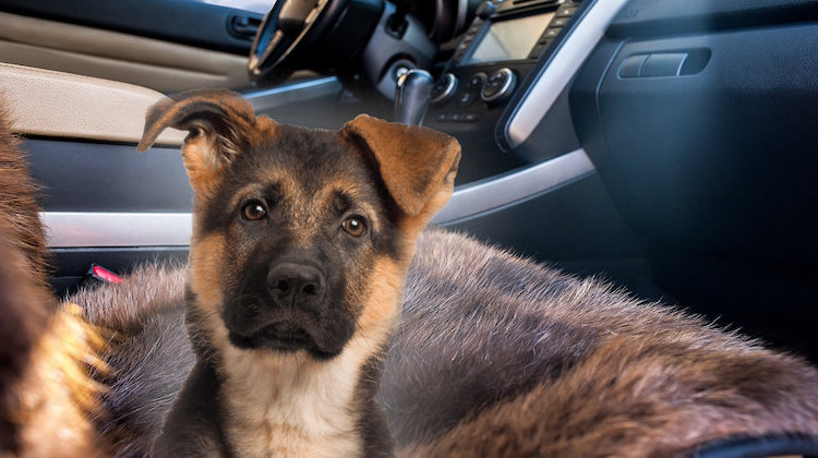 The Hog Ring - Oklahoma Shop Upholsters Cars in Dog Fur