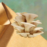The Hog Ring - ECCO Wants to Take Mushroom Leather Global