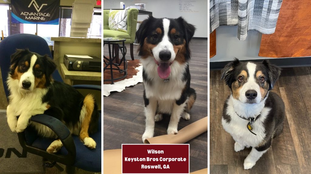 Submit a Photo for Keyston’s 2024 Shop Dog Calendar!