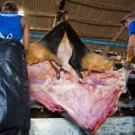 The Hog Ring - Study Finds Rampant Human Rights Abuses in Brazil’s Leather Supply Chain