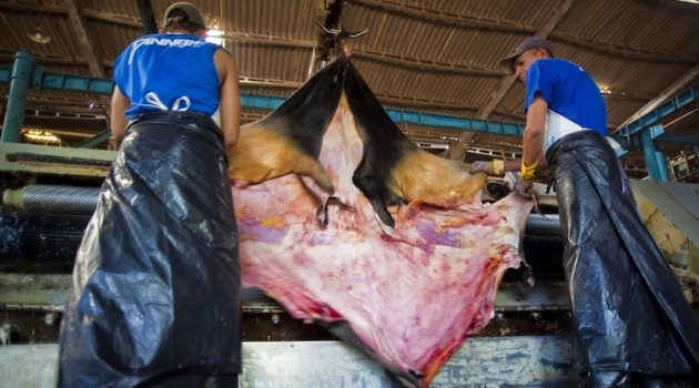 The Hog Ring - Study Finds Rampant Human Rights Abuses in Brazil’s Leather Supply Chain