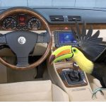 The Hog Ring - Driver Claims He Didn’t Know 14 Toucans Were in His Dashboard