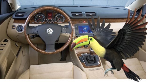The Hog Ring - Driver Claims He Didn’t Know 14 Toucans Were in His Dashboard