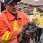 The Hog Ring - Firefighters Save Cat Trapped in Burning Upholstery Shop