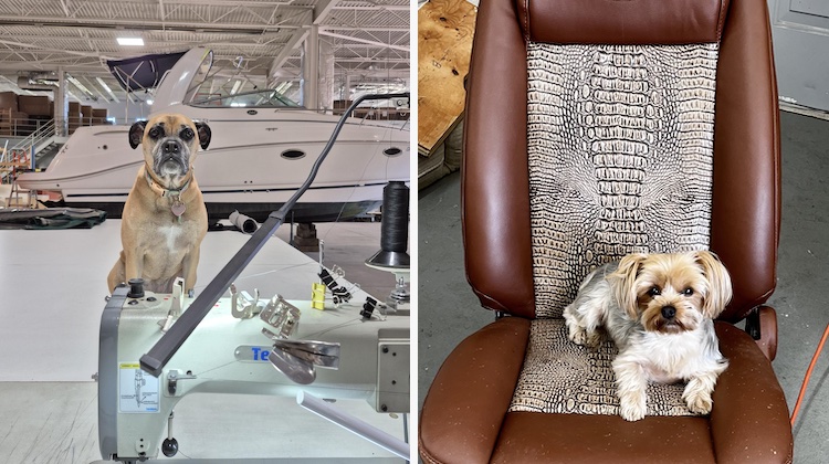 The Hog Ring - Keyston Bros Unveils 2026 Shop Dog Calendar Winners! 4